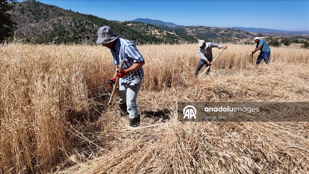 Manisa'da zorlu hububat hasadı yardımlaşmayla kolaylaşıyor