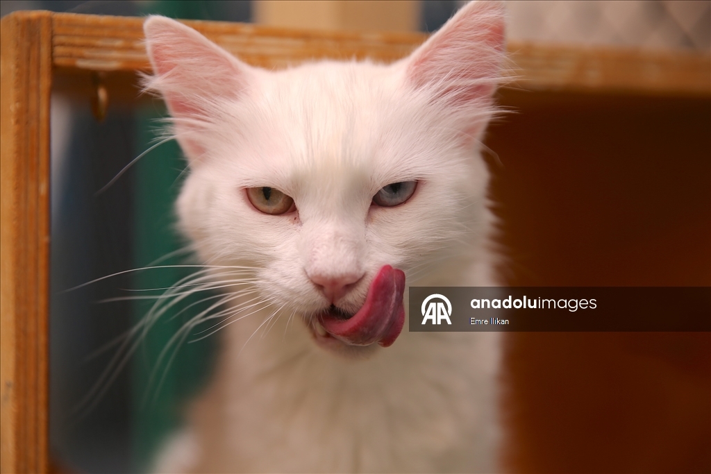 Koruma altındaki Van kedilerini 5 yılda yaklaşık 750 aile sahiplendi