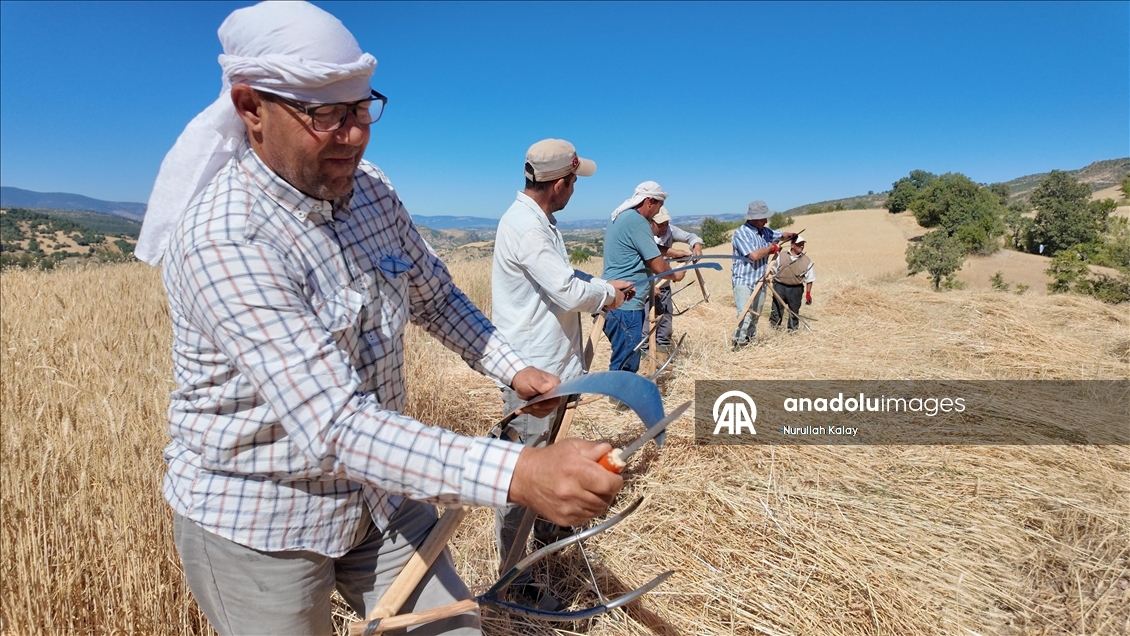 Manisa'da zorlu hububat hasadı yardımlaşmayla kolaylaşıyor