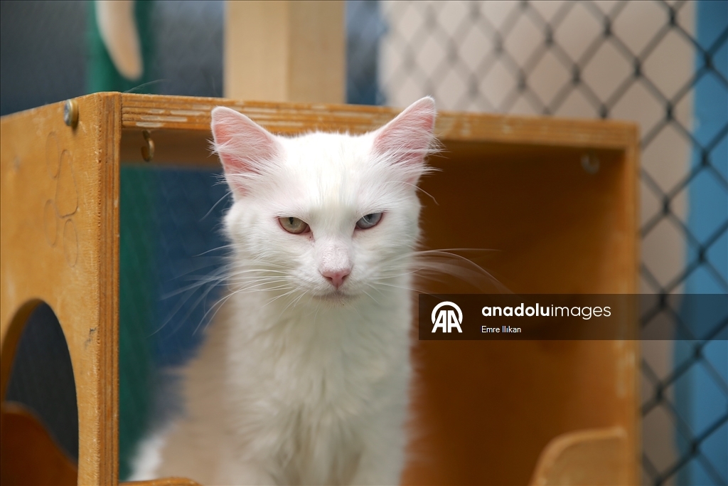 Koruma altındaki Van kedilerini 5 yılda yaklaşık 750 aile sahiplendi