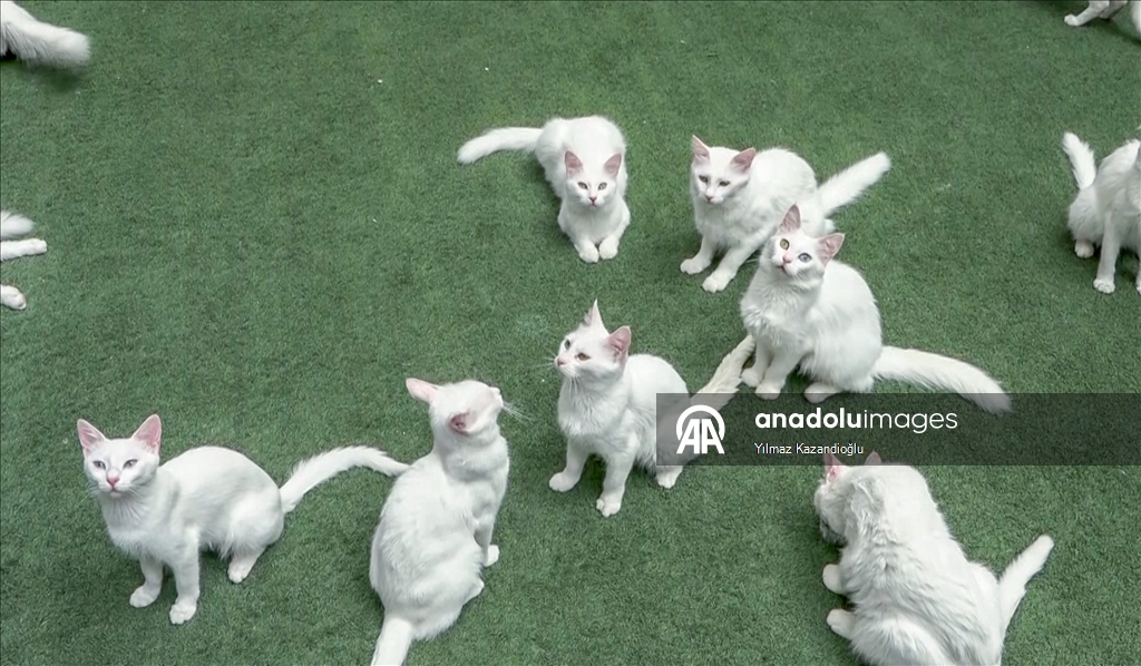 Koruma altındaki Van kedilerini 5 yılda yaklaşık 750 aile sahiplendi