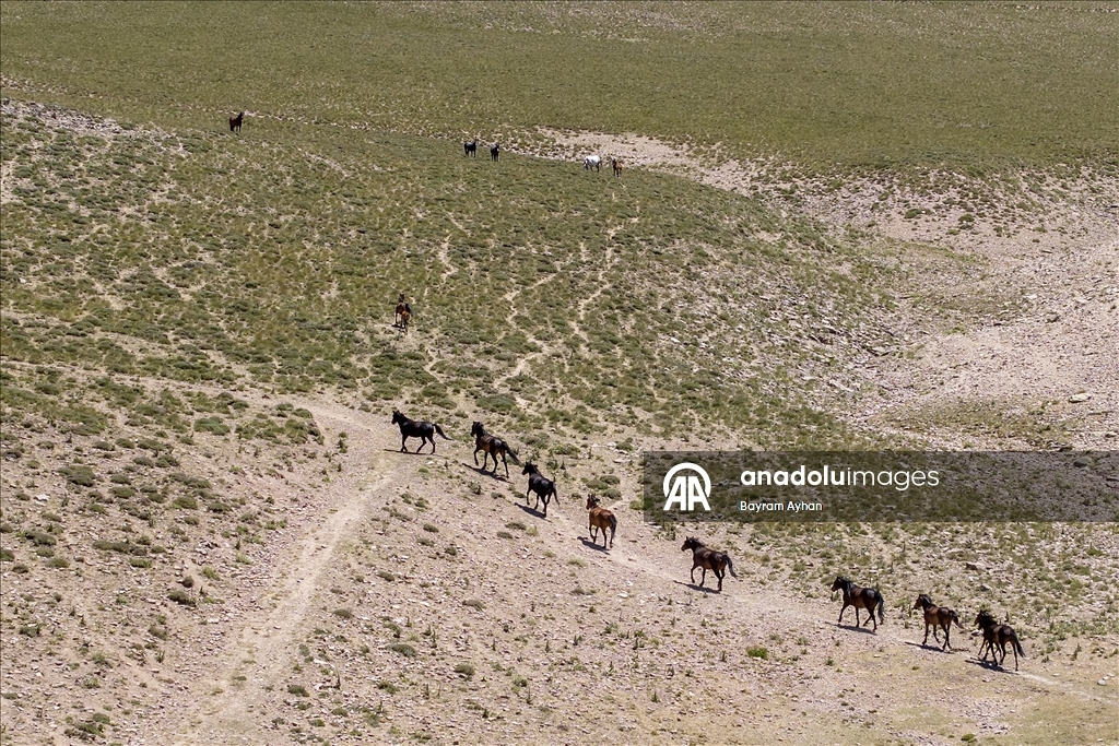 Sivas’ın Yama Dağı eteklerindeki yaylalar göçerlere ev sahipliği yapıyor