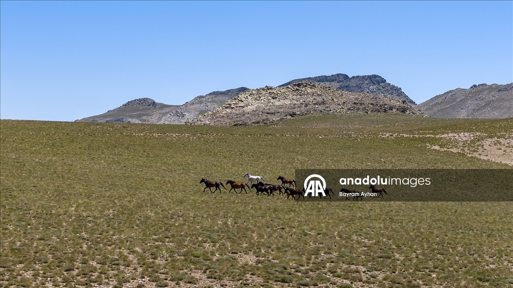 Sivas’ın Yama Dağı eteklerindeki yaylalar göçerlere ev sahipliği yapıyor