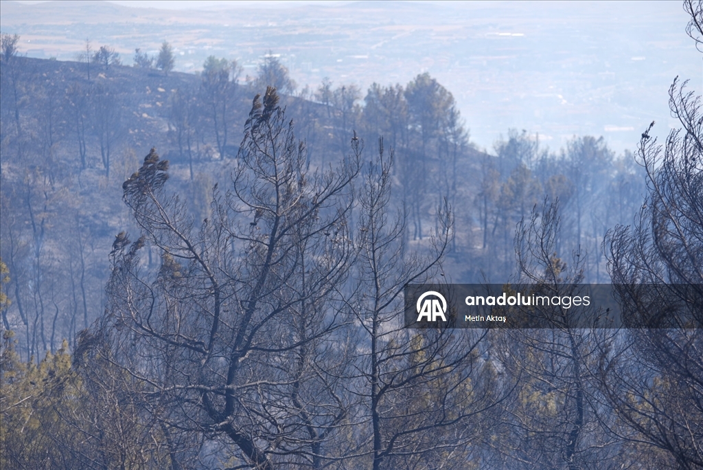 Ankara’da orman yangını 