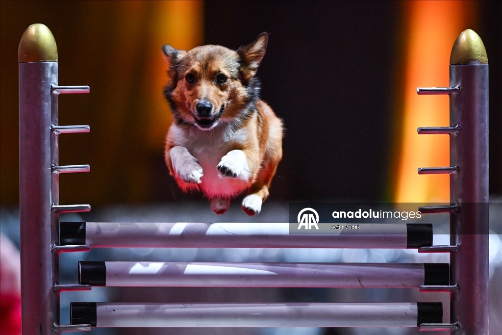 SuperDogs Steal the Show at K-Days 2025 in Edmonton