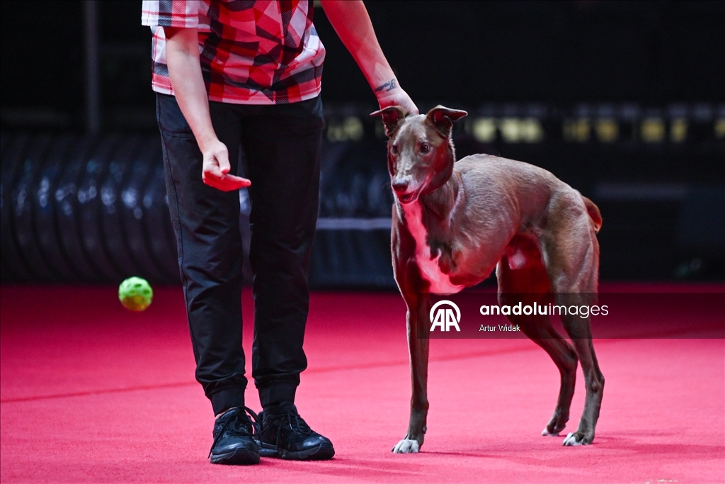 SuperDogs Steal the Show at K-Days 2025 in Edmonton