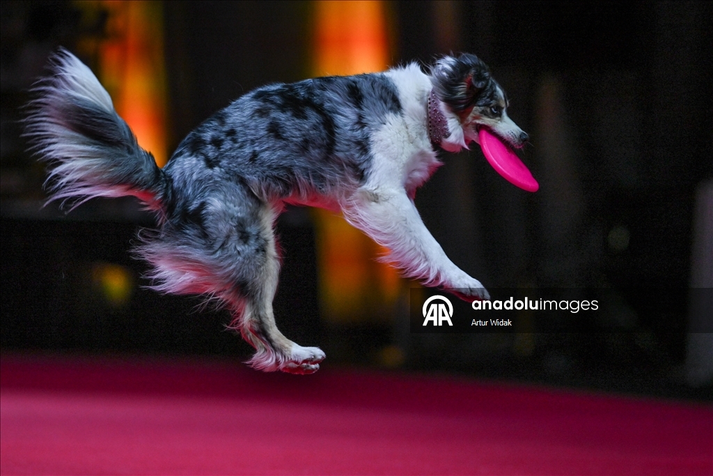 SuperDogs Steal the Show at K-Days 2025 in Edmonton