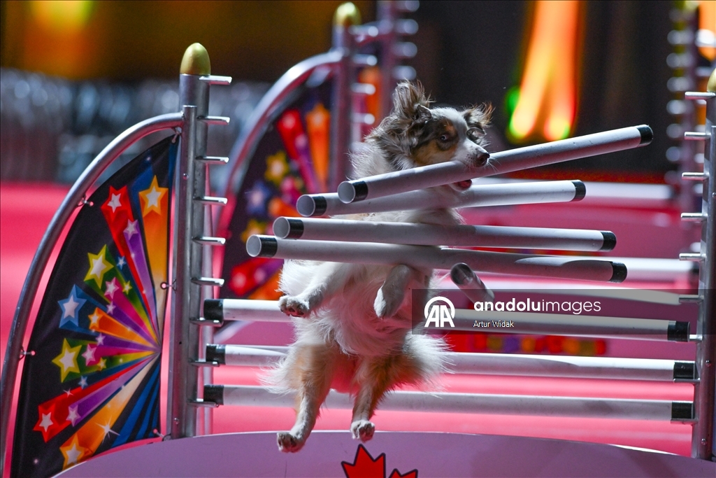 SuperDogs Steal the Show at K-Days 2025 in Edmonton