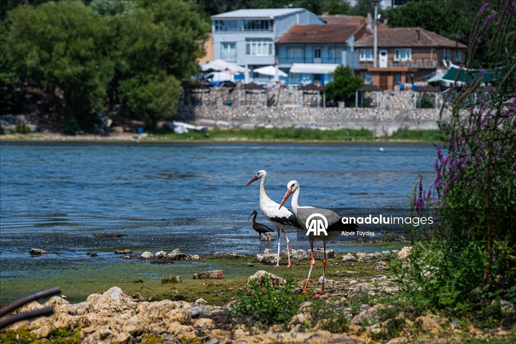 Gölyazı’da doğa ve insan yan yana