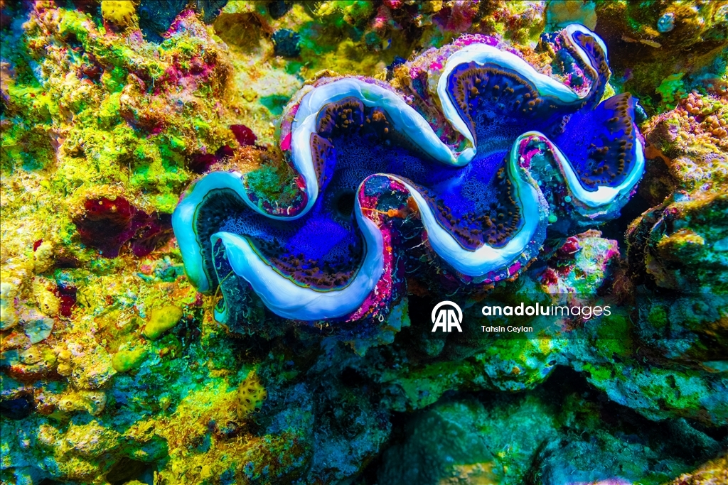 Bioluminescence captured through ‘fisheye’ lens in Red Sea with new scientific system