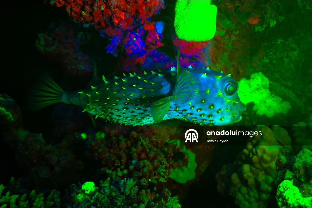 Bioluminescence captured through ‘fisheye’ lens in Red Sea with new scientific system