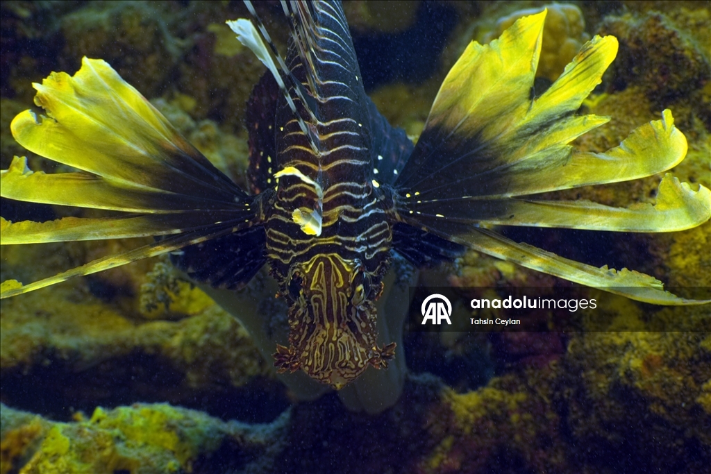 Bioluminescence captured through ‘fisheye’ lens in Red Sea with new scientific system