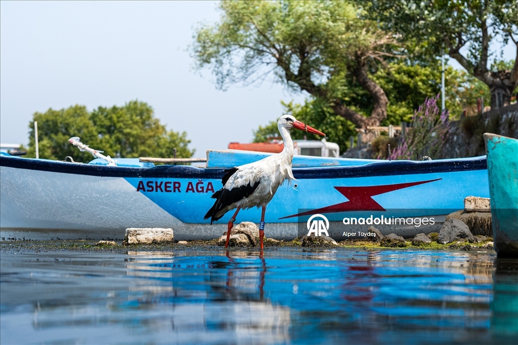Gölyazı’da doğa ve insan yan yana
