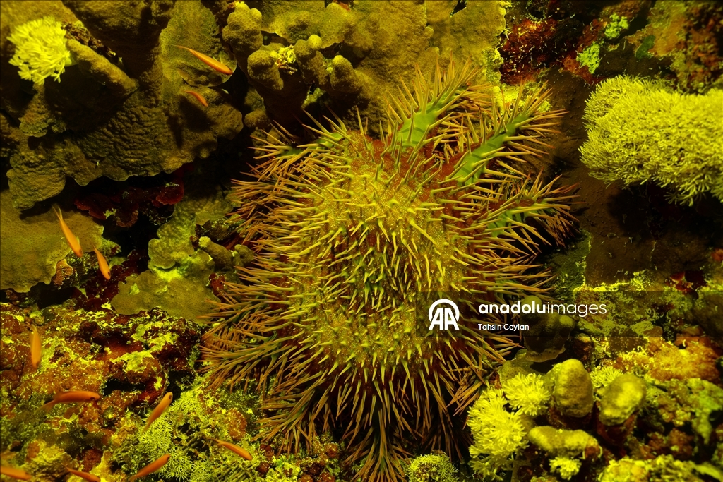 Bioluminescence captured through ‘fisheye’ lens in Red Sea with new scientific system