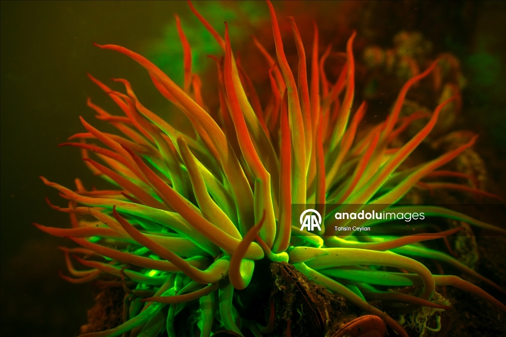 Bioluminescence captured through ‘fisheye’ lens in Red Sea with new scientific system