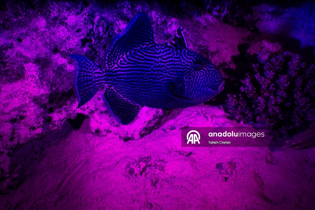 Bioluminescence captured through ‘fisheye’ lens in Red Sea with new scientific system