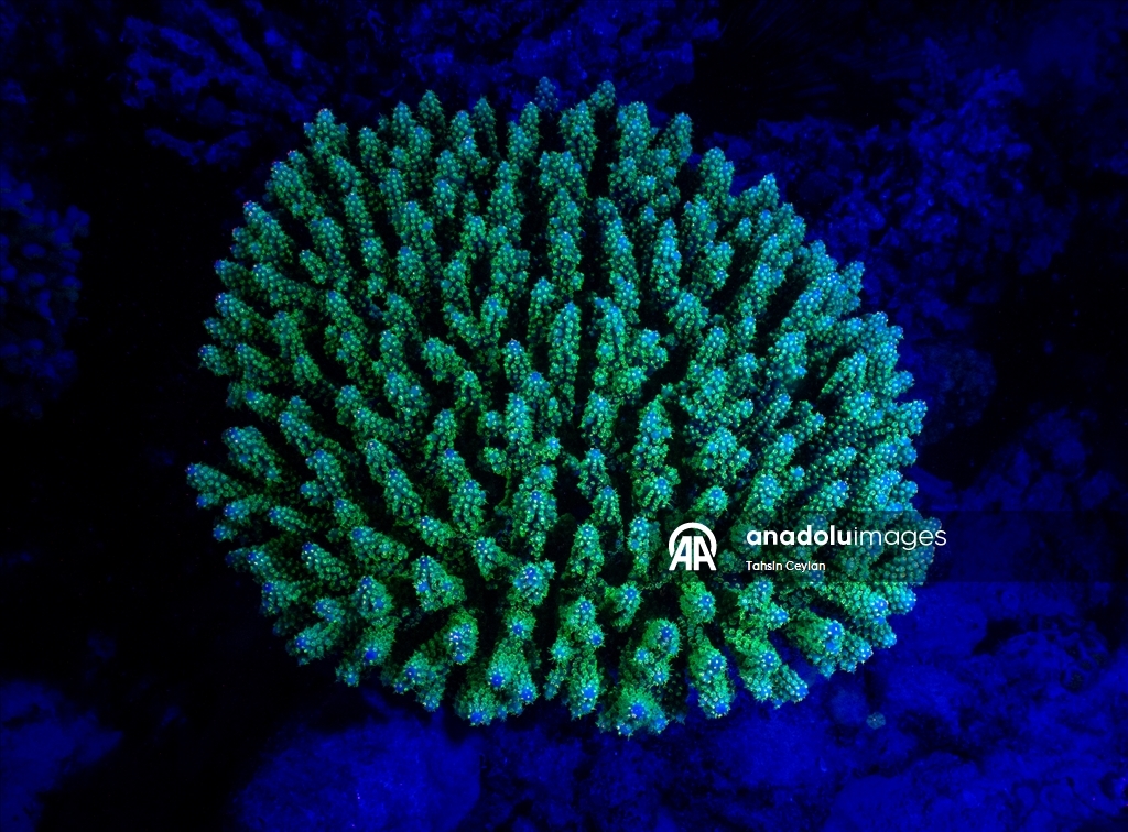 Bioluminescence captured through ‘fisheye’ lens in Red Sea with new scientific system