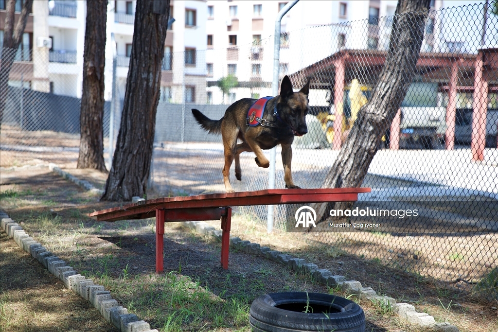 Jandarmanın hassas burunlu köpeklerinin kondisyonu antrenmanlarla korunuyor