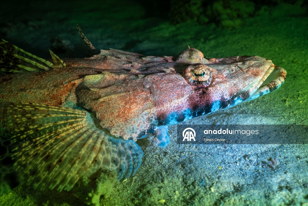 Bioluminescence captured through ‘fisheye’ lens in Red Sea with new scientific system