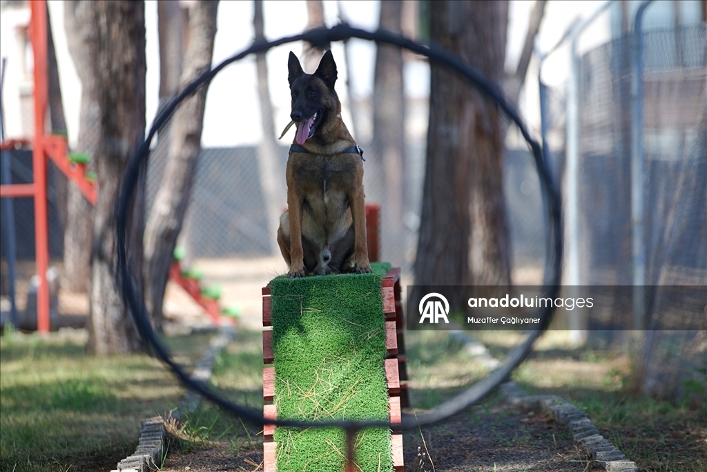 Jandarmanın hassas burunlu köpeklerinin kondisyonu antrenmanlarla korunuyor