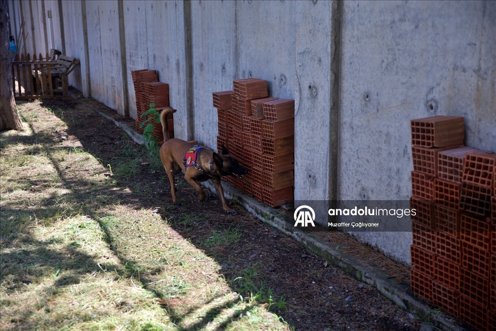 Jandarmanın hassas burunlu köpeklerinin kondisyonu antrenmanlarla korunuyor