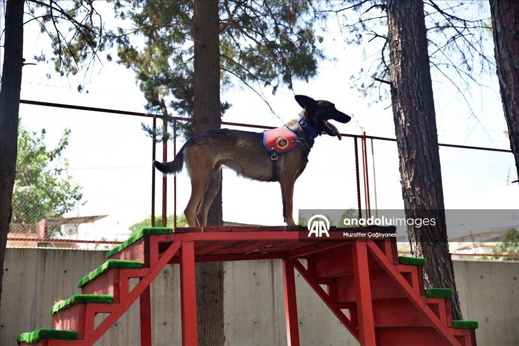 Jandarmanın hassas burunlu köpeklerinin kondisyonu antrenmanlarla korunuyor