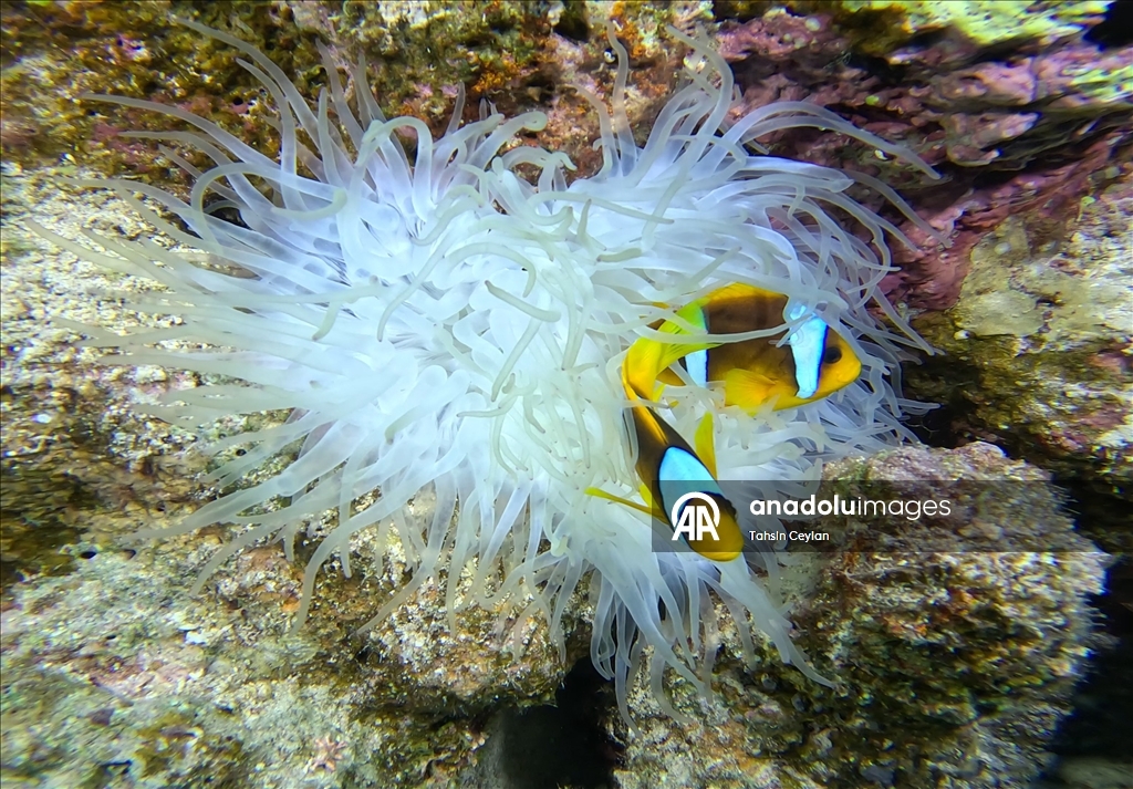 Bioluminescence captured through ‘fisheye’ lens in Red Sea with new scientific system