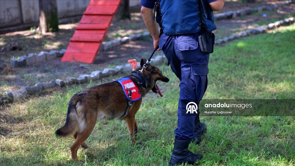 Jandarmanın hassas burunlu köpeklerinin kondisyonu antrenmanlarla korunuyor