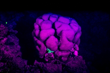 Bioluminescence captured through ‘fisheye’ lens in Red Sea with new scientific system