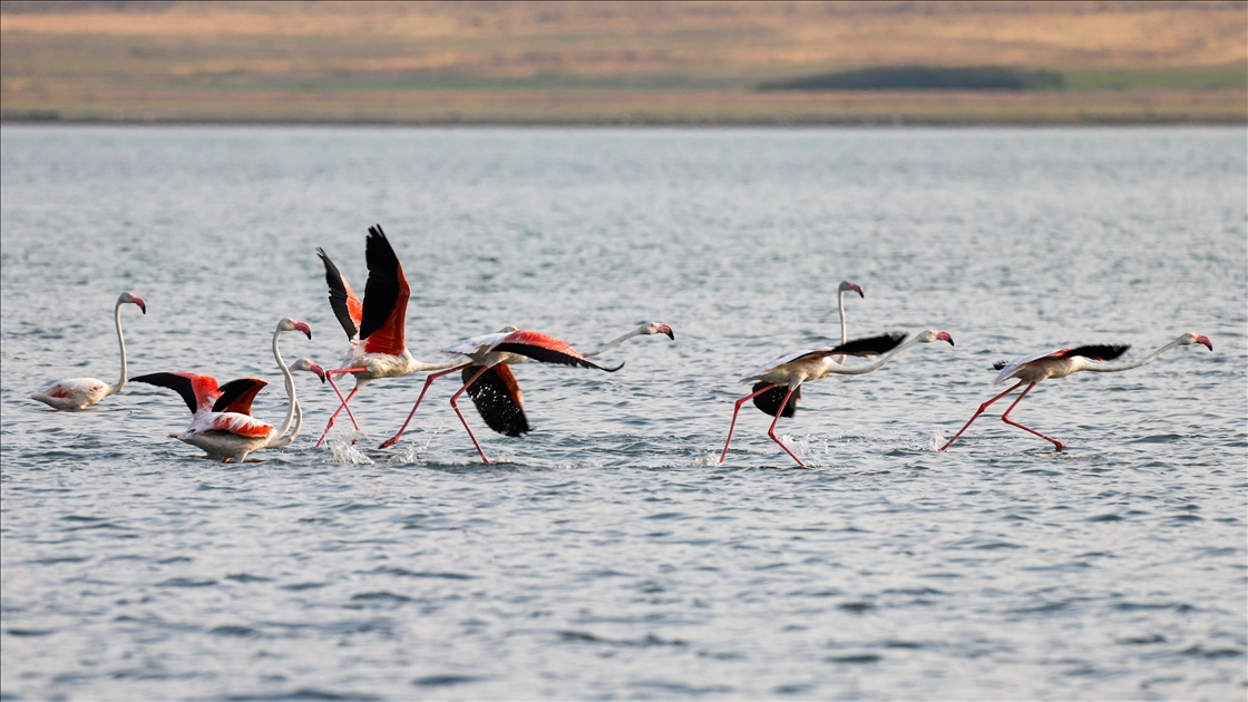 Flamingolar Van Gölü'ne renk katıyor