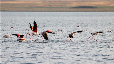 Flamingolar Van Gölü'ne renk katıyor