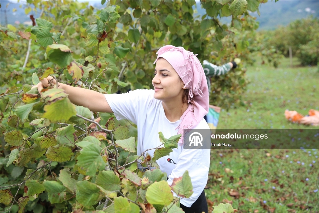 Ordu'da üreticiler fındık hasadına başladı
