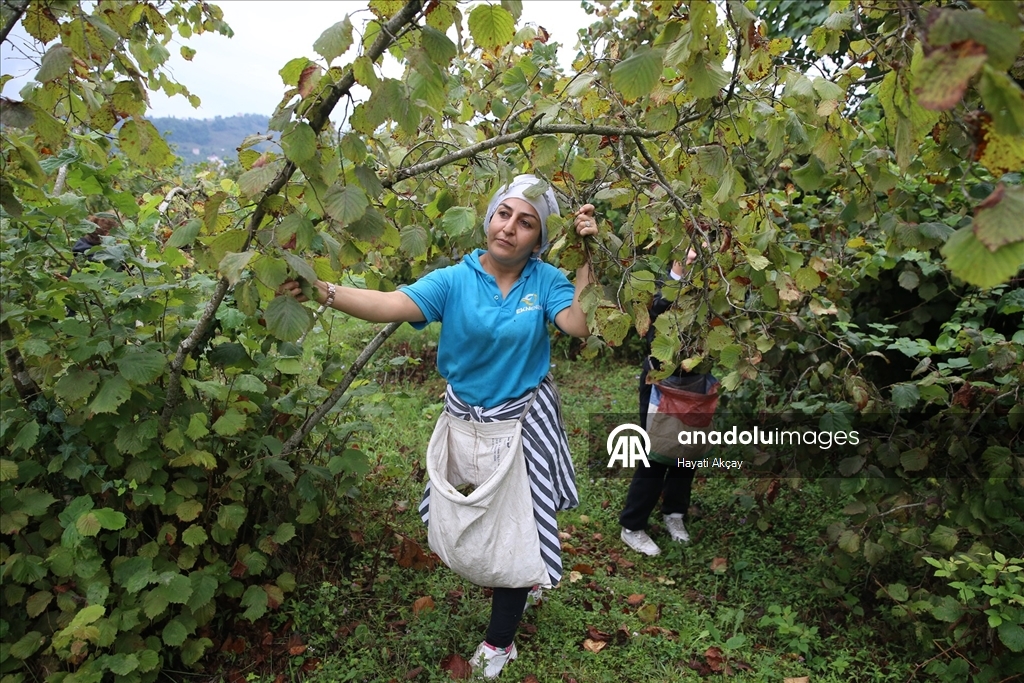 Ordu'da üreticiler fındık hasadına başladı