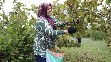 Ordu'da üreticiler fındık hasadına başladı