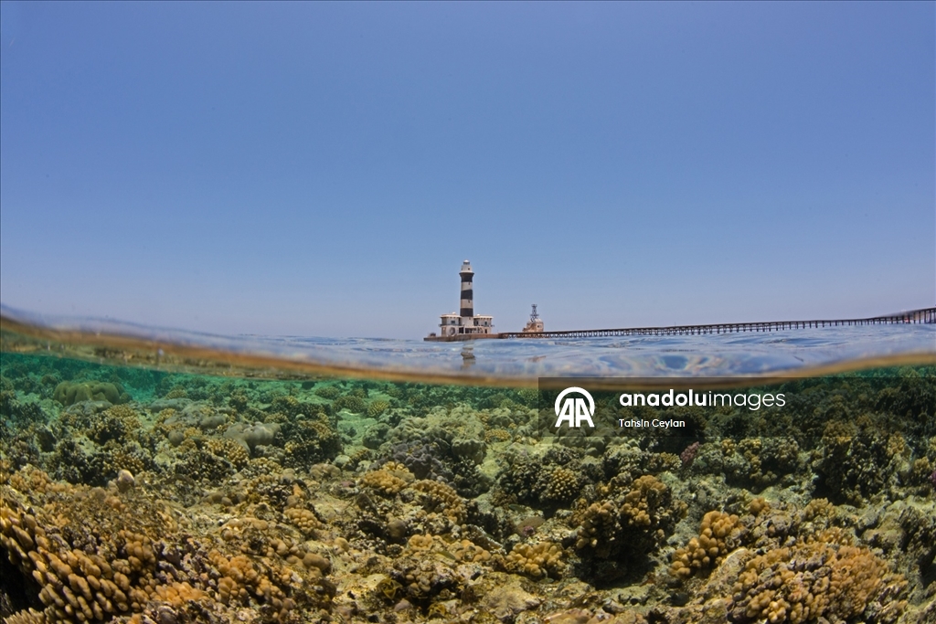 Kızıldeniz’in güneyinde yer alan Daedalus Resifi dalış tutkunlarını ağırlıyor