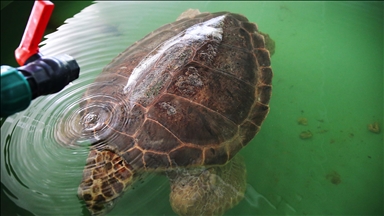 Uydu cihazıyla izlenen caretta caretta "Tuba" ikinci dünya turuna hazırlanıyor