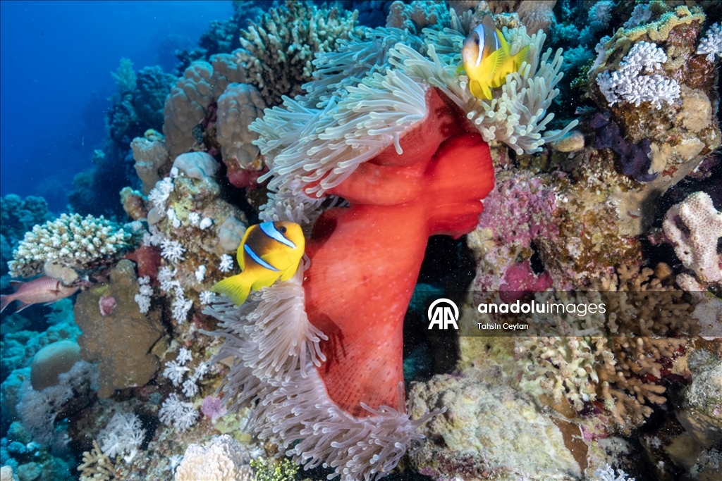 Неразлучные союзники морской экосистемы: рыба-клоун и морской анемон