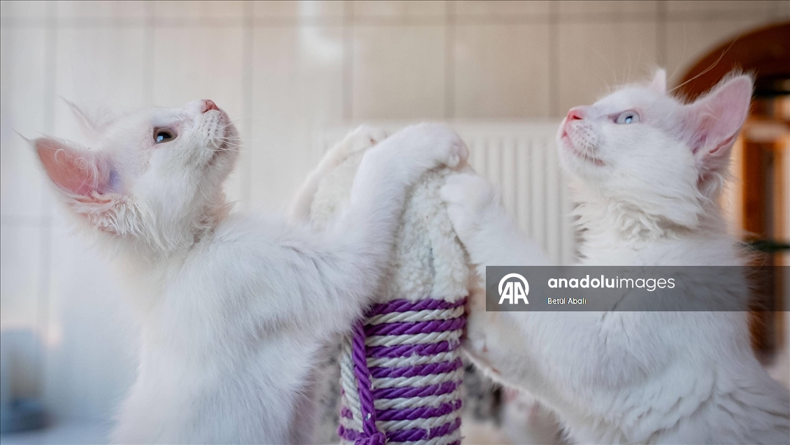 Uluslararası Kedi Günü