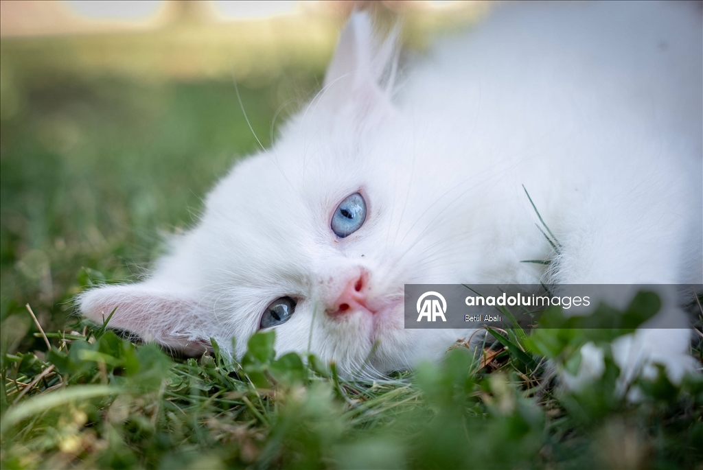 Uluslararası Kedi Günü