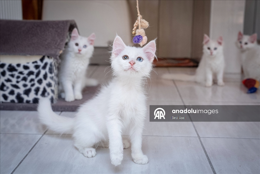 Uluslararası Kedi Günü
