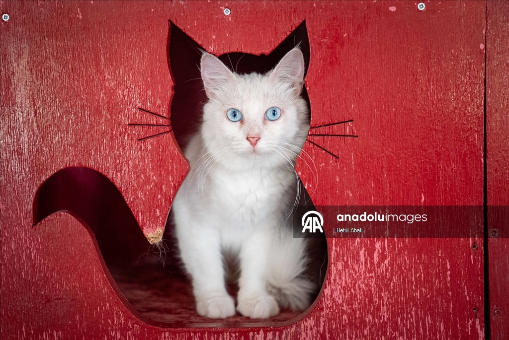 Uluslararası Kedi Günü