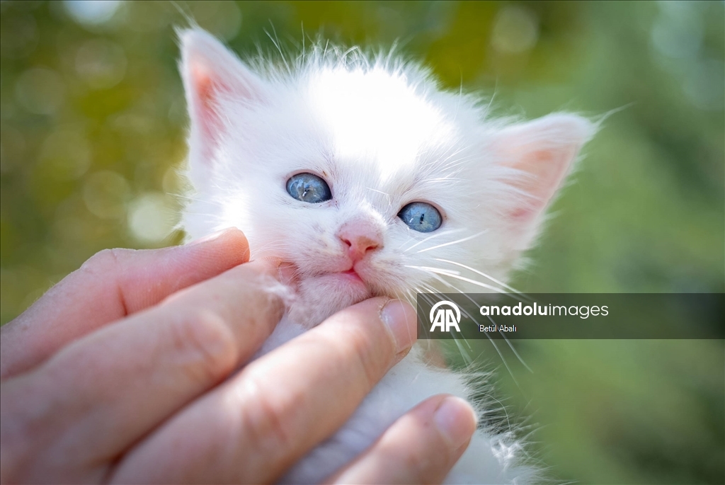 Uluslararası Kedi Günü