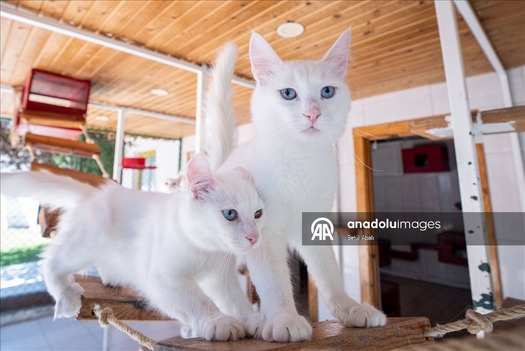 Uluslararası Kedi Günü