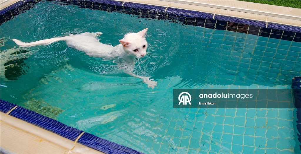 Pişîkên Wanê li odeyên ku têda klîma û hewz hene tên parastin