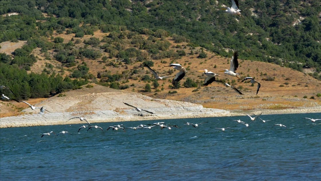 Frig Vadisi'ndeki Porsuk Baraj Gölü pelikanları ağırlıyor