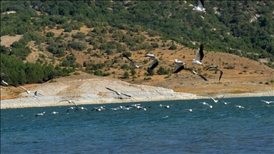 Frig Vadisi'ndeki Porsuk Baraj Gölü pelikanları ağırlıyor