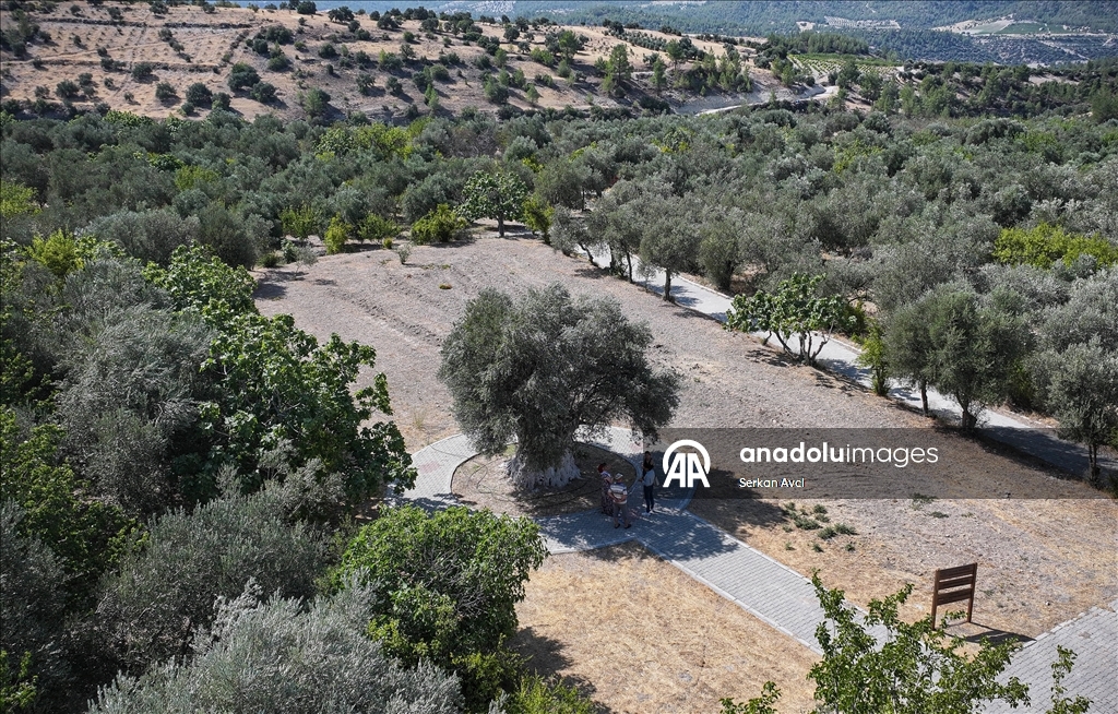 Yıllara meydan okuyan 1316 yaşındaki anıt ağaç zeytin vermeye devam ediyor