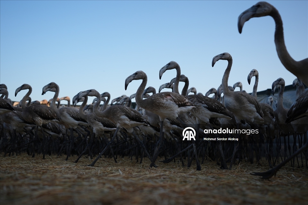 İzmir Kuş Cenneti'nde 650 yavru flamingo halkalandı