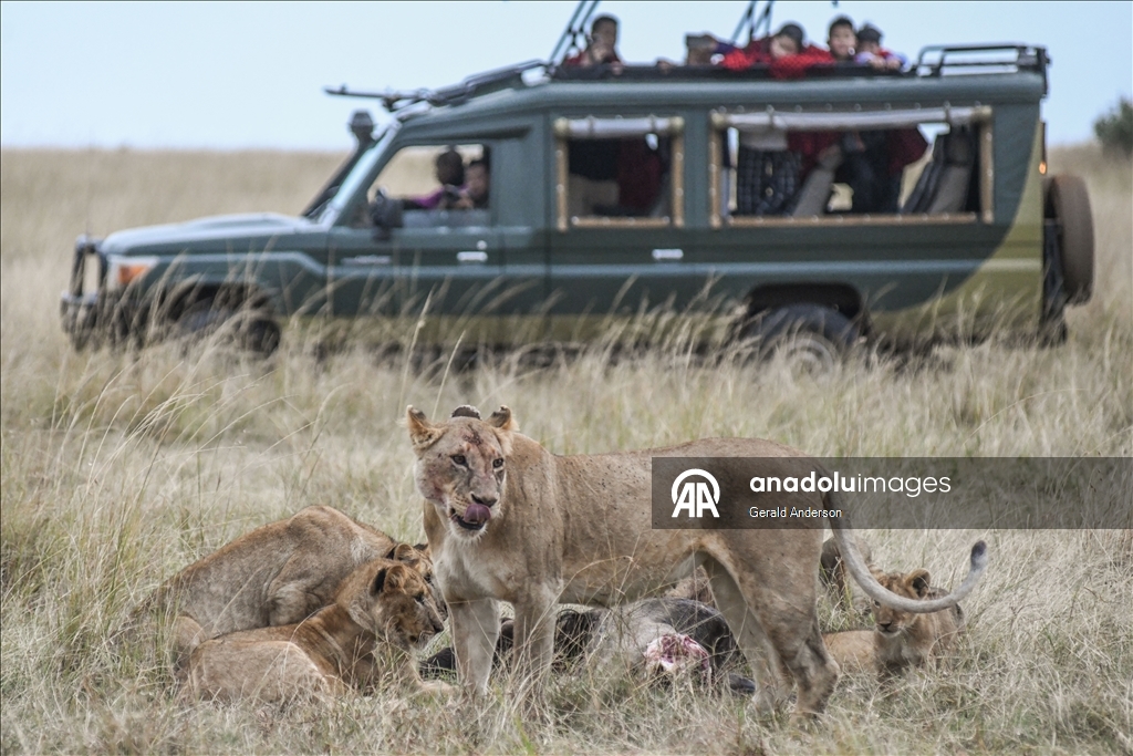 Kenya'da Dünya Aslan Günü