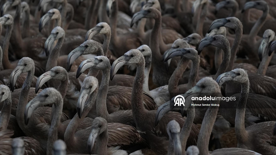 İzmir Kuş Cenneti'nde 650 yavru flamingo halkalandı
